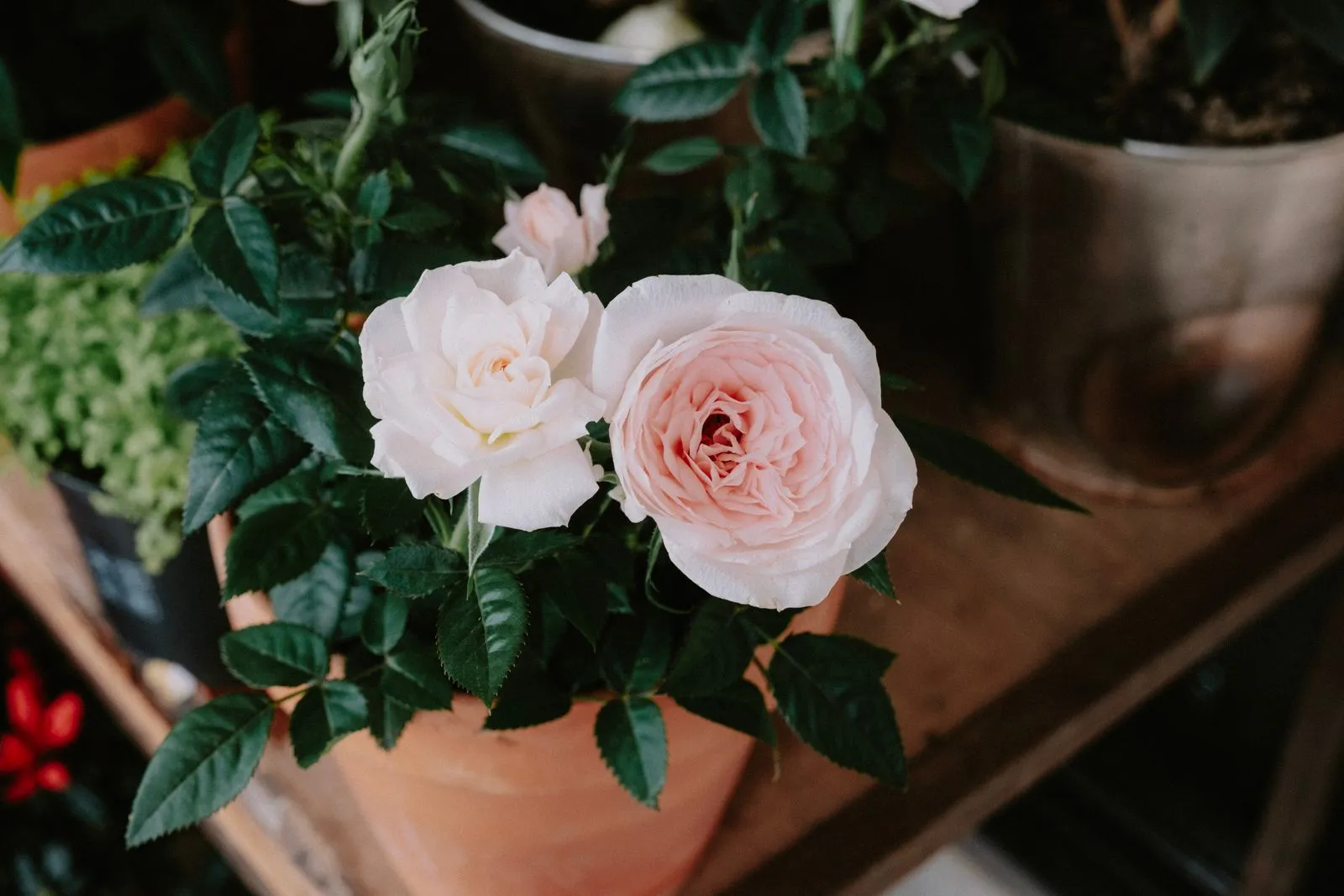 Close-up of blooming white and pink roses in a terracotta pot with green leaves.
